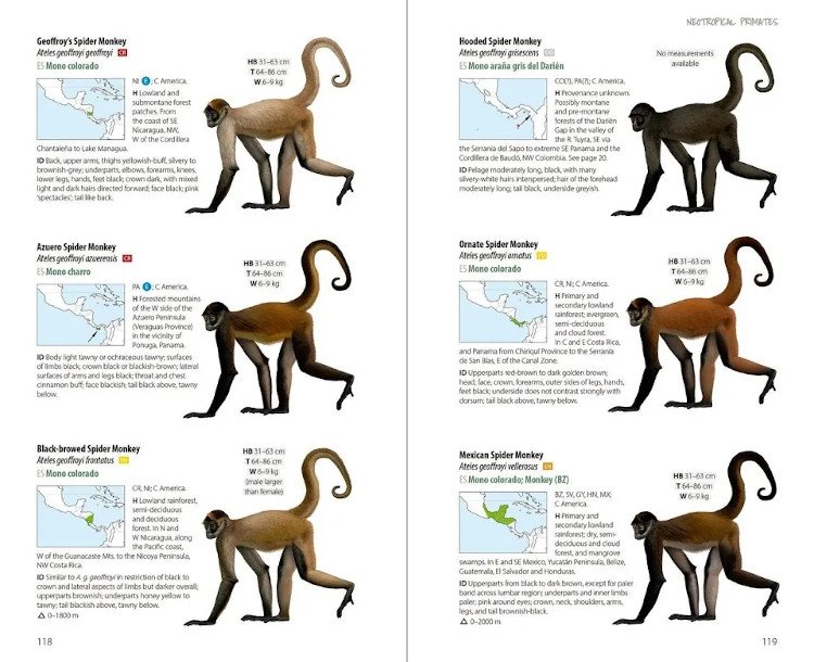 neotropical primates