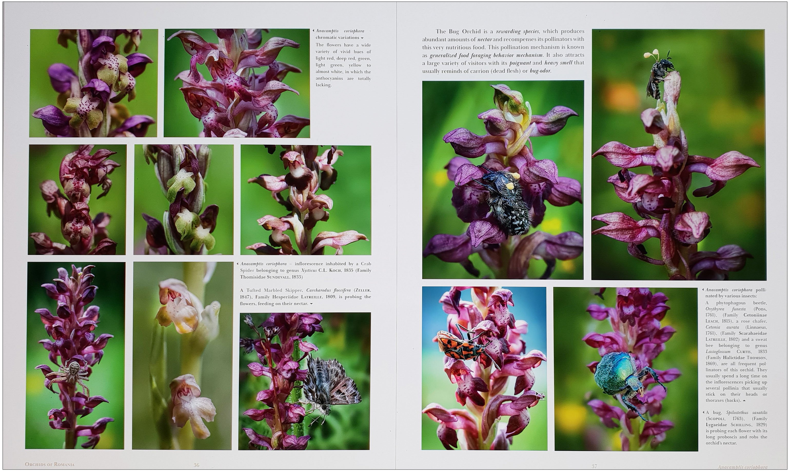 orchids of romania