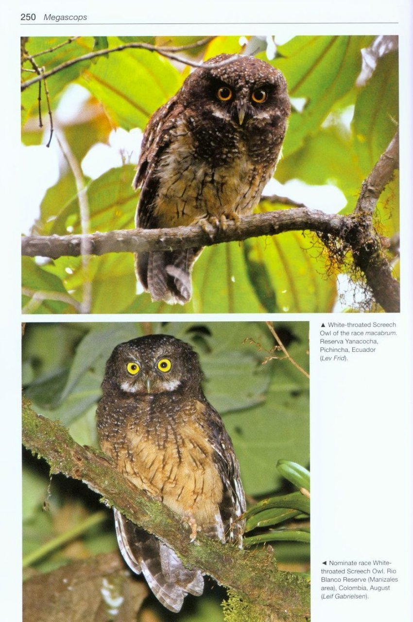 owls of the world. a photographic guide