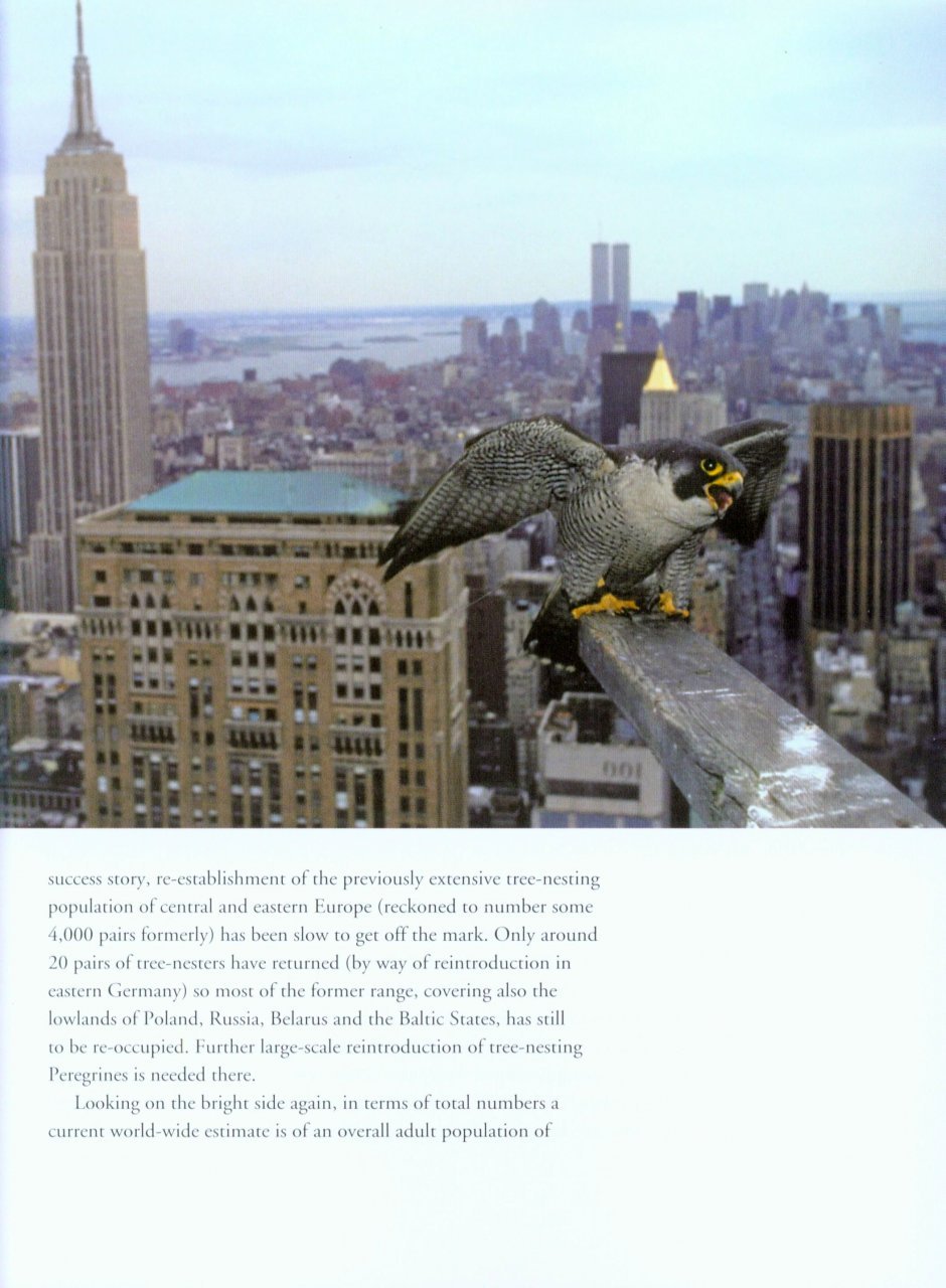 peregrine falcon