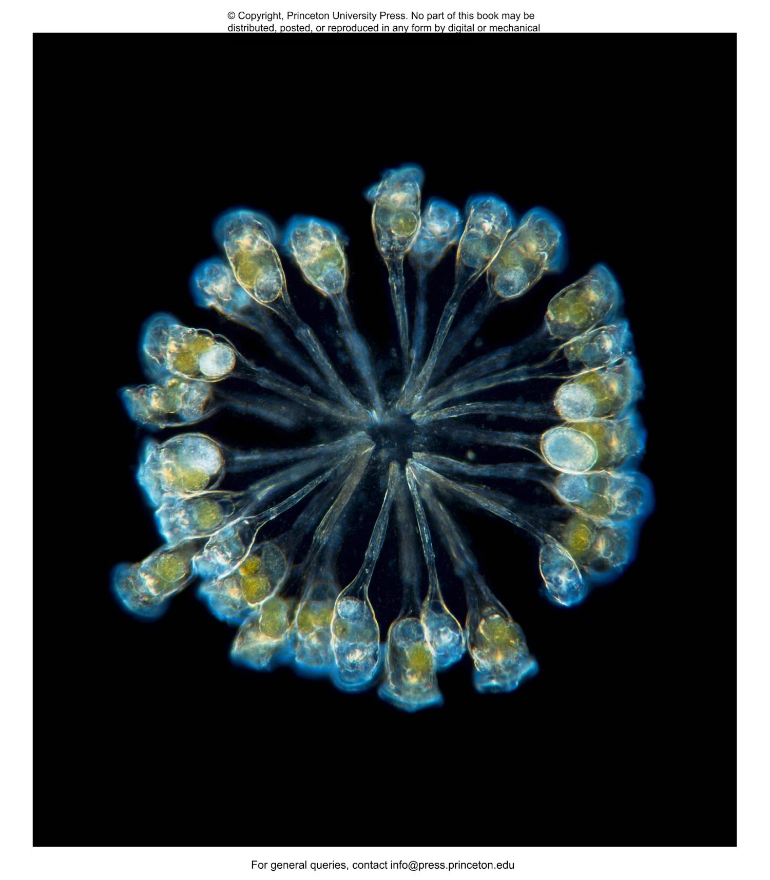plankton: a worldwide guide