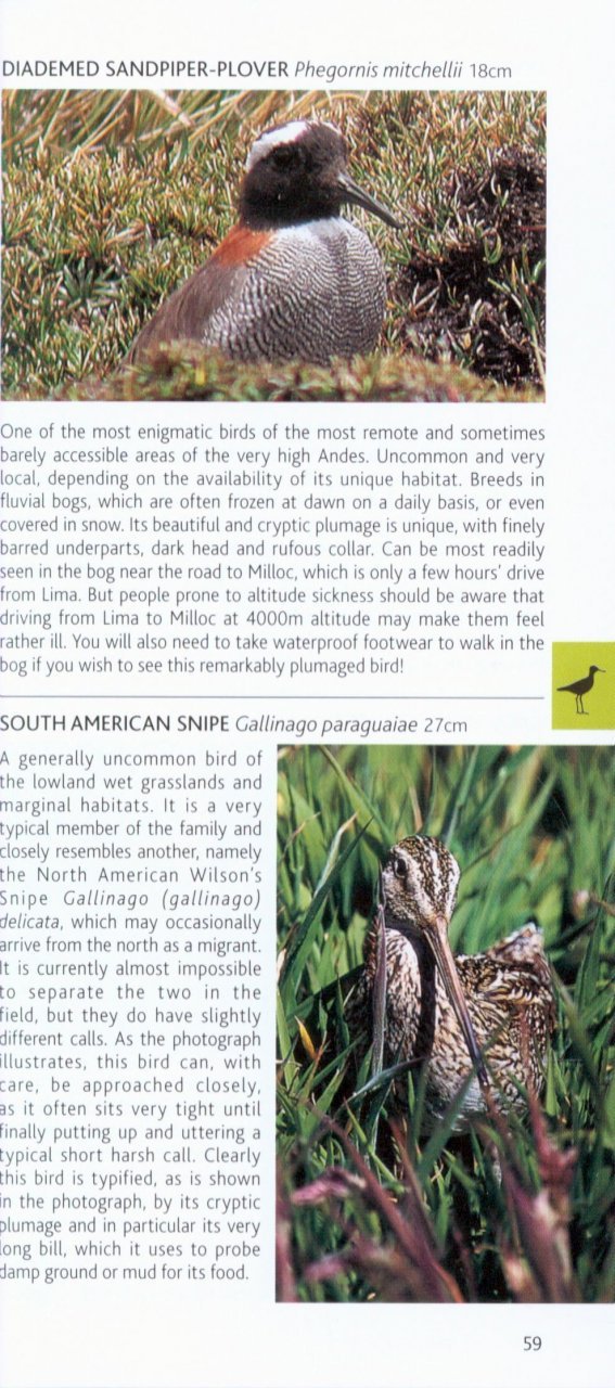 pocket photo guide to the birds of peru
