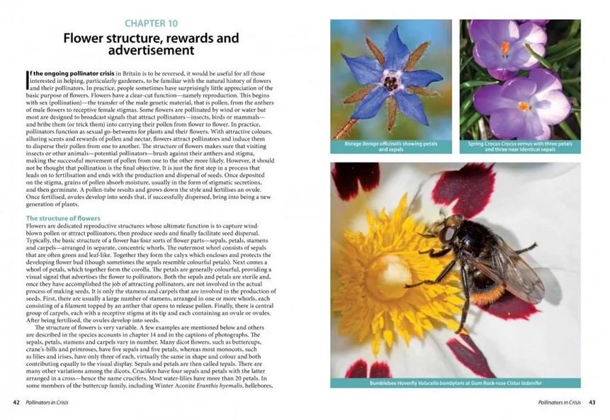 pollinators in crisis. how we can all give him a helping hand