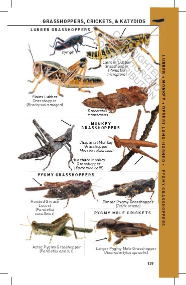 princeton field guides. insects of north america