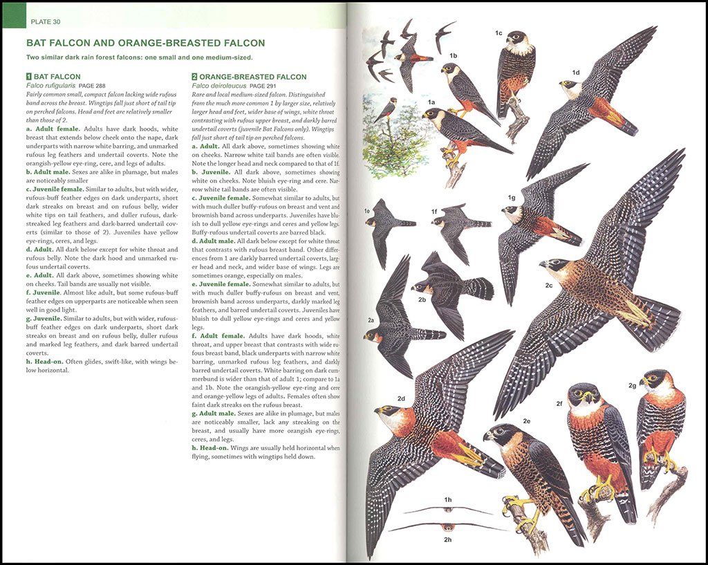 raptors of mexico and central america