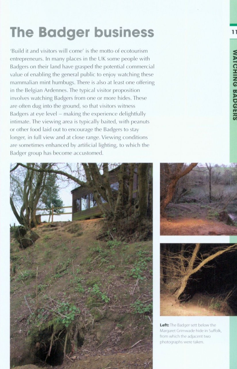 rspb spotlight: badgers