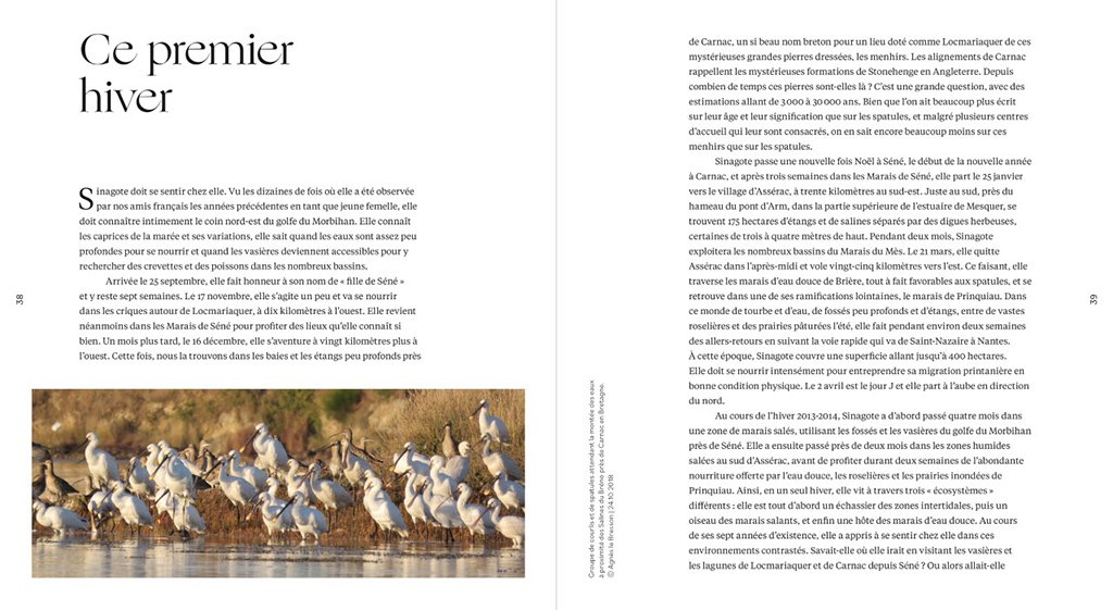 sinagote. biographie d'une spatule