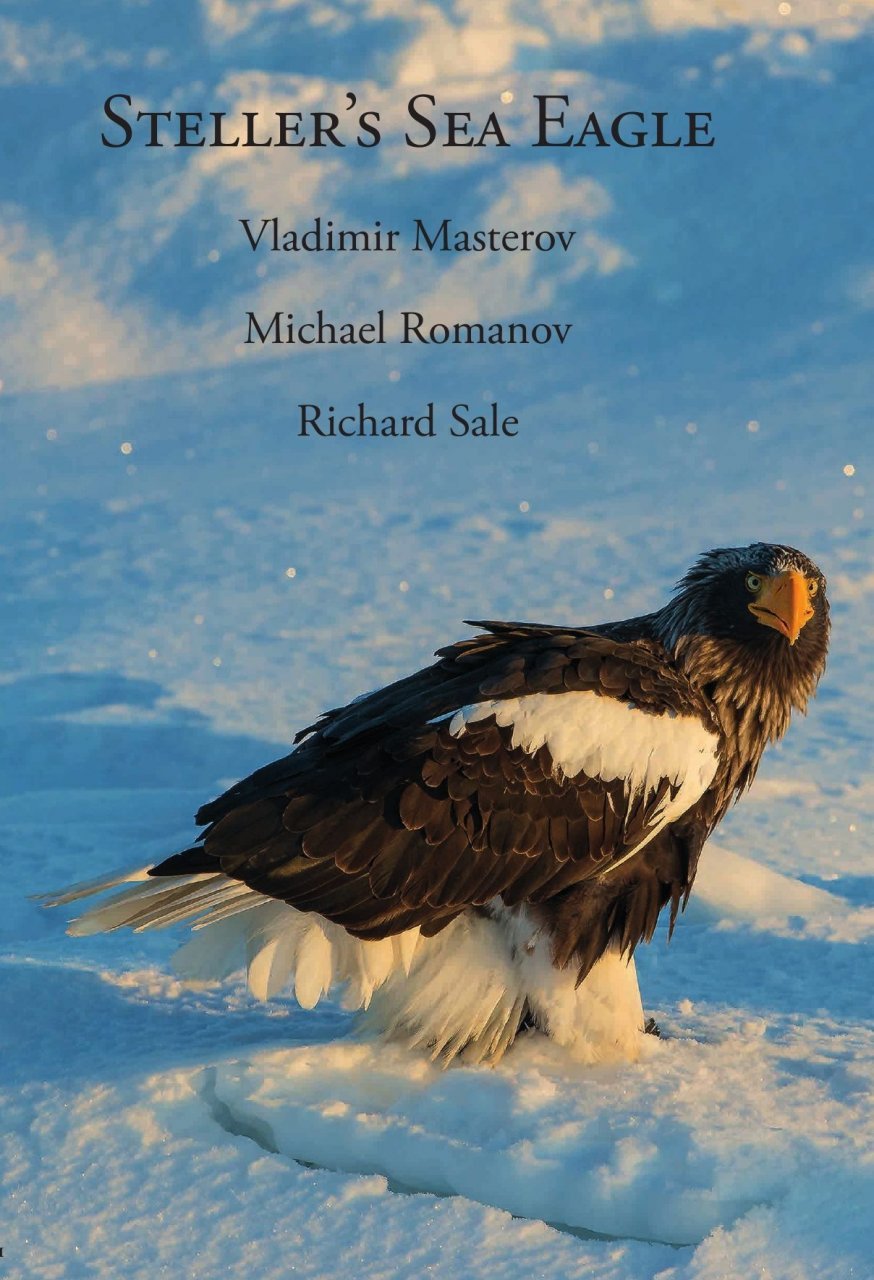 steller's sea eagle