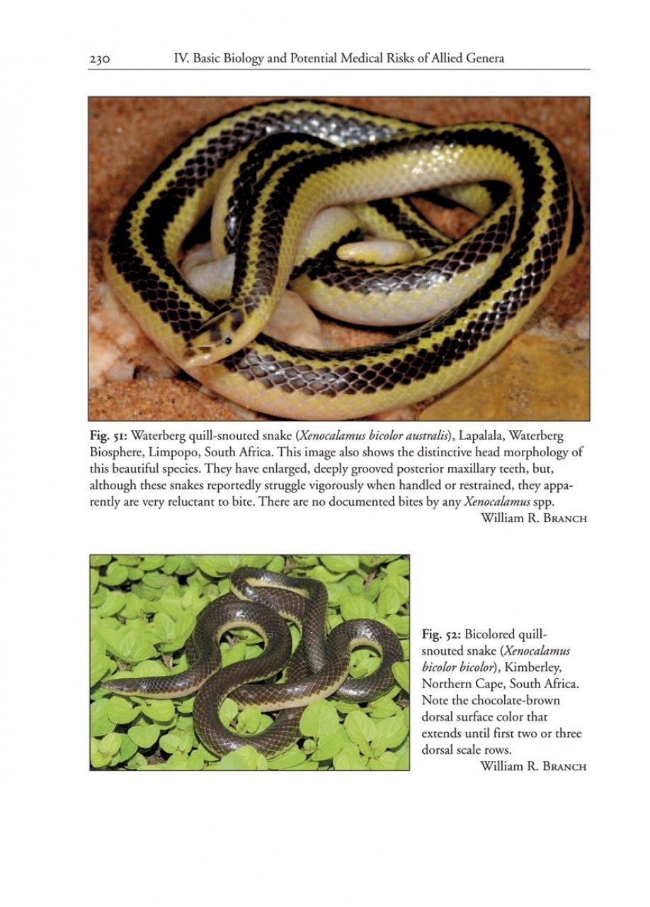 the african and middle eastern burrowing asps and their allies
