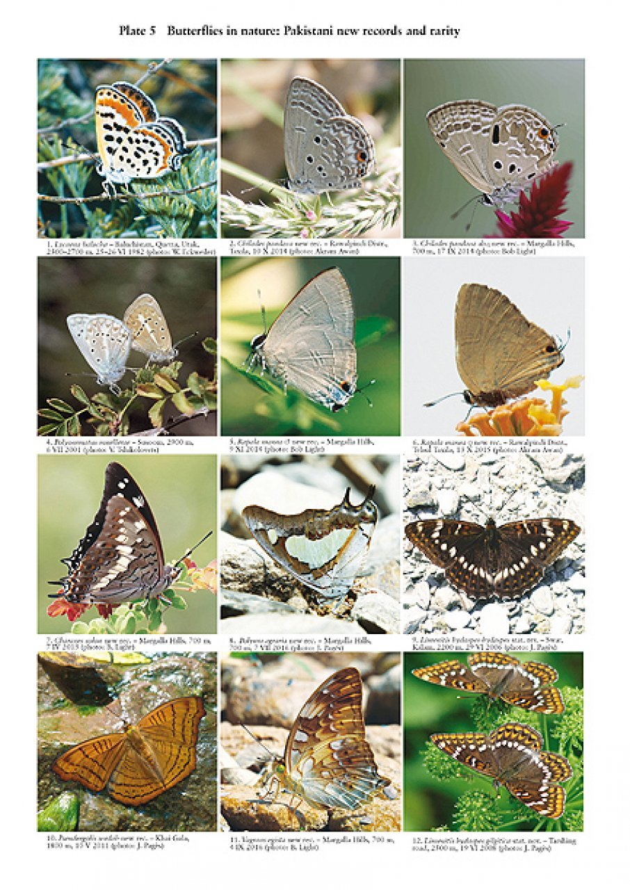the butterflies of pakistan