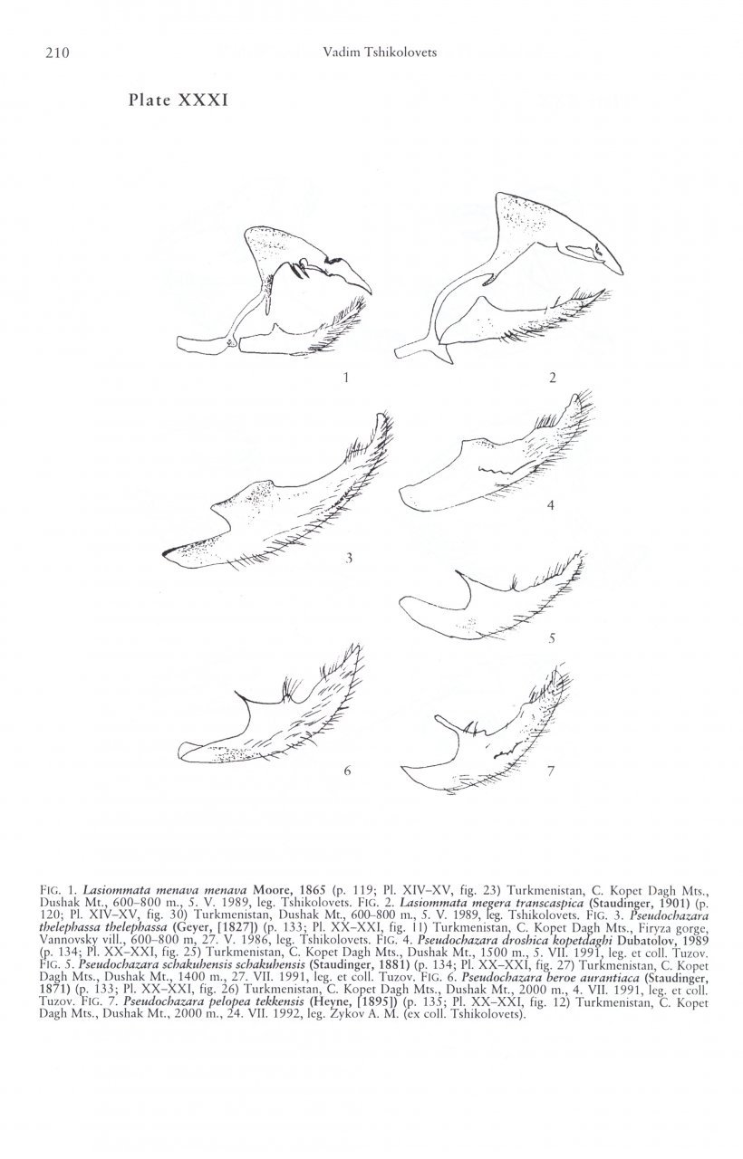 the butterflies of turkmenistan