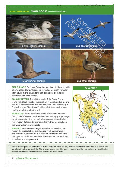 the cornell lab of ornithology. regional field guide series. all about birds northeast: northeast us and canada