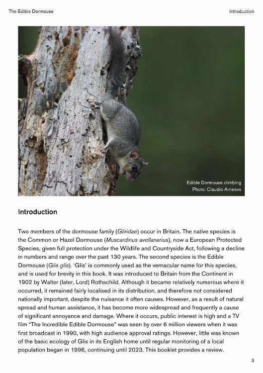 the edible dormouse (glis glis)