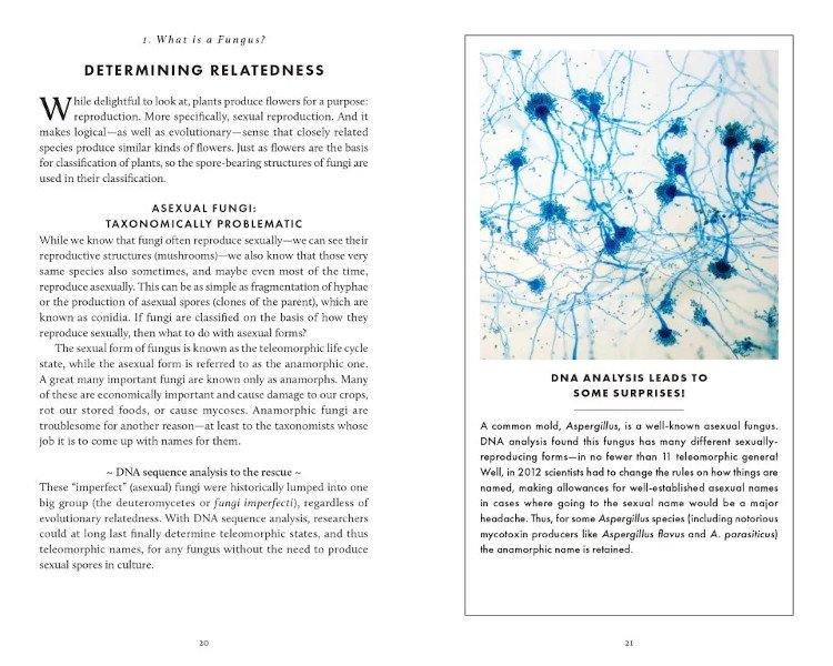 the little book of fungi