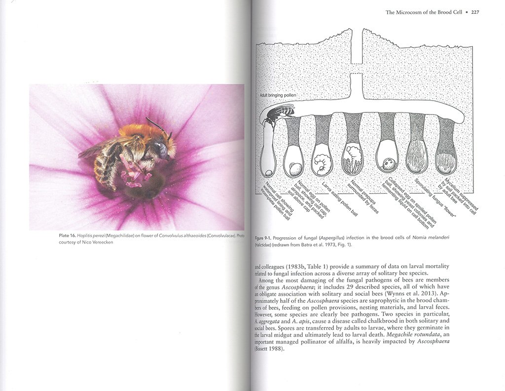 the solitary bees