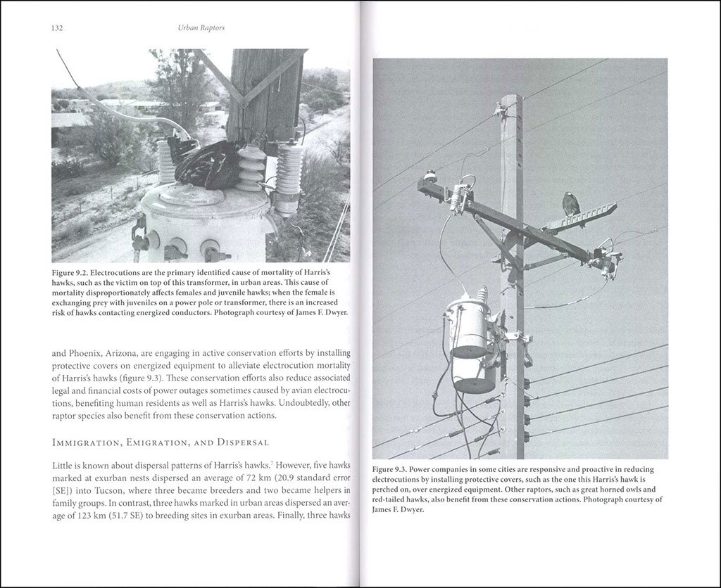 urban raptors. ecology and conservation of birds of prey in cities