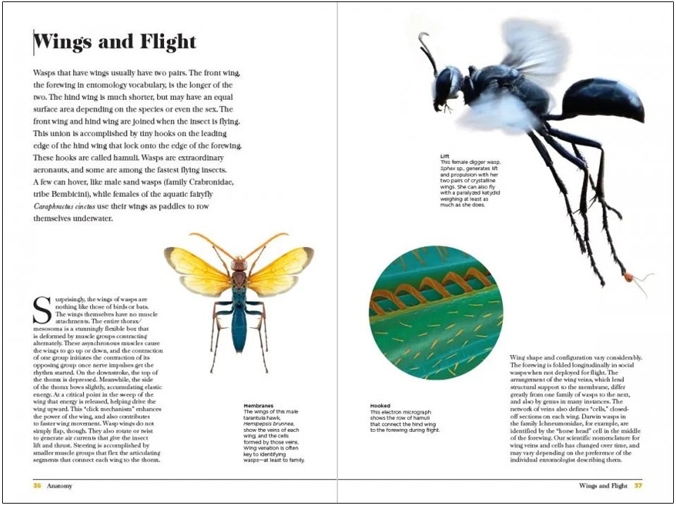 wasps. the astonishing diversity of a misunderstood insect