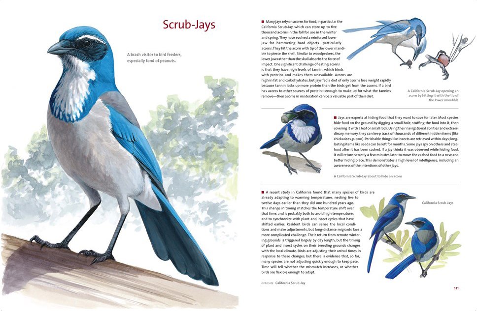 what it's like to be a bird. from flying to nesting, eating to singing - what birds are doing, and why