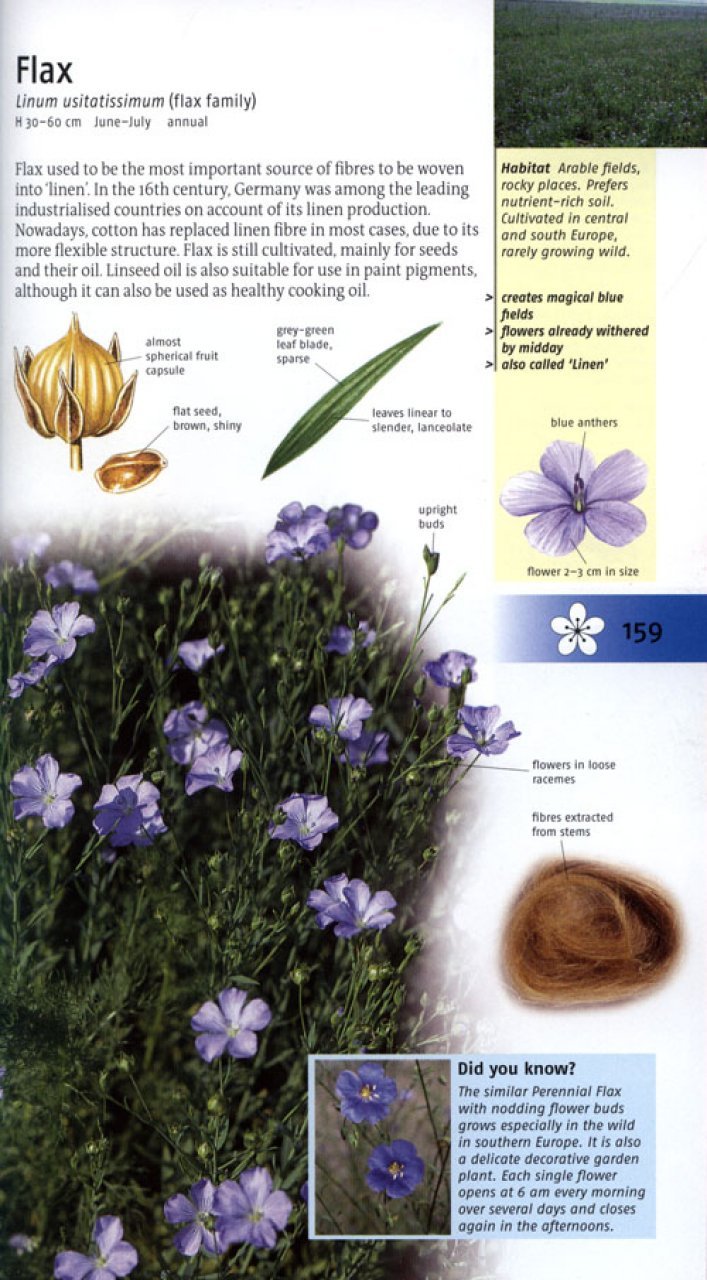 wild flowers of britain and europe