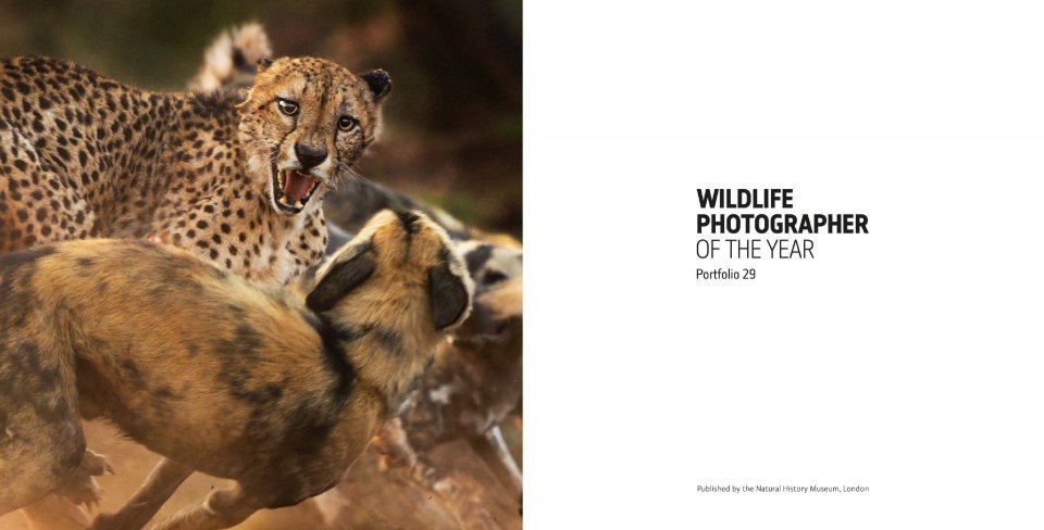 wildlife photographer of the year. portfolio 29