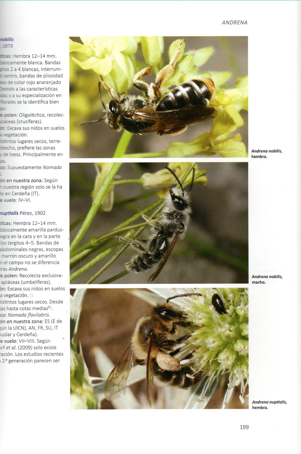 abejas salvajes de europa. biologa, dinmica de hbitats y peligros