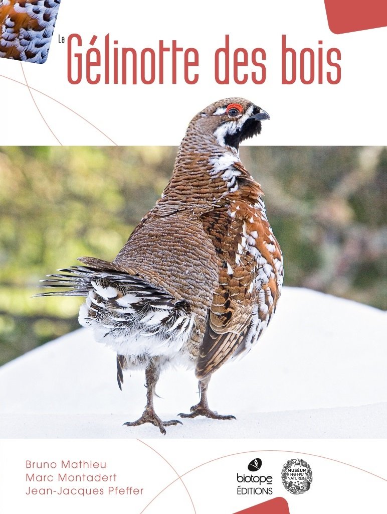 la glinotte des bois