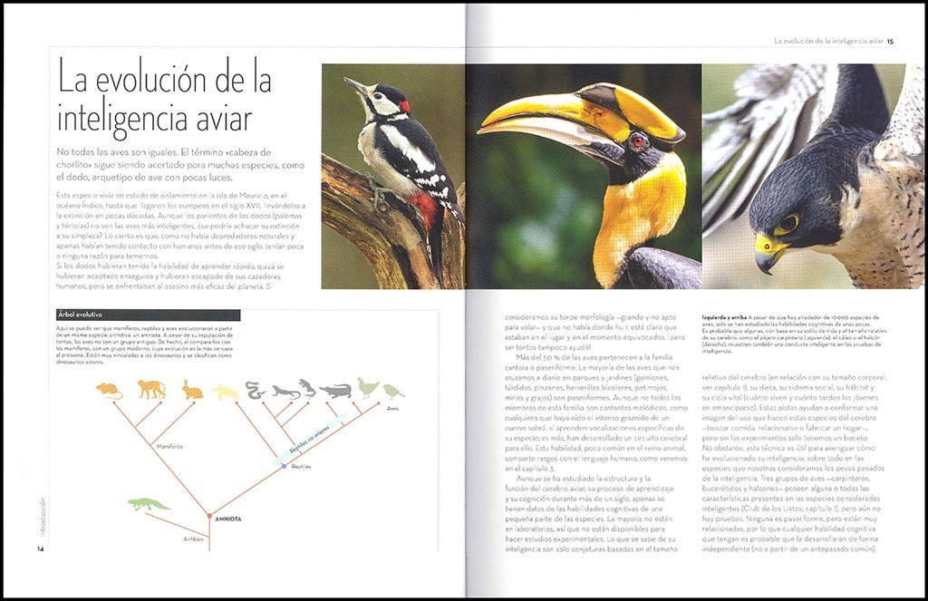 a vuelo de pjaro. la extraordinaria inteligencia de las aves