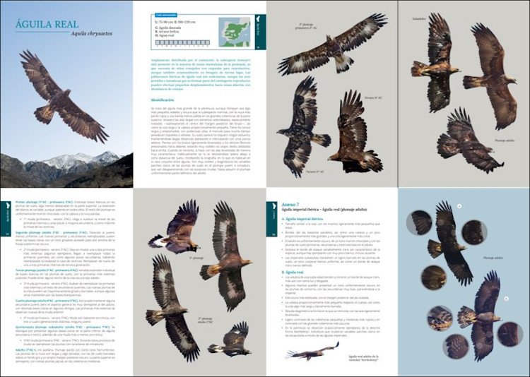 gua de campo para la identificacin de las aves rapaces diurnas ibricas