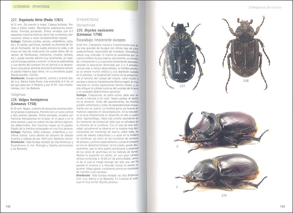 gua de los colepteros de europa