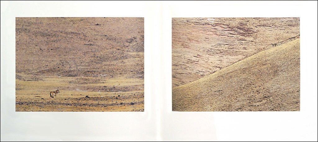 tibet: minral animal