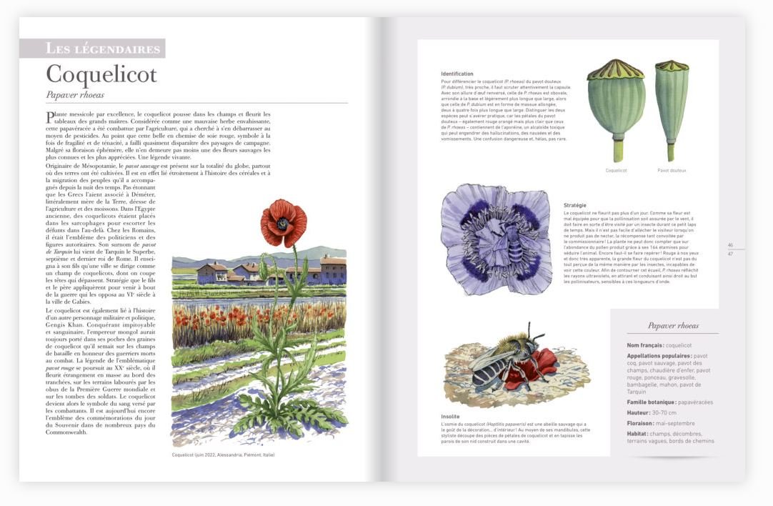 les plantes sauvages. les identifier, les connatre, les utiliser