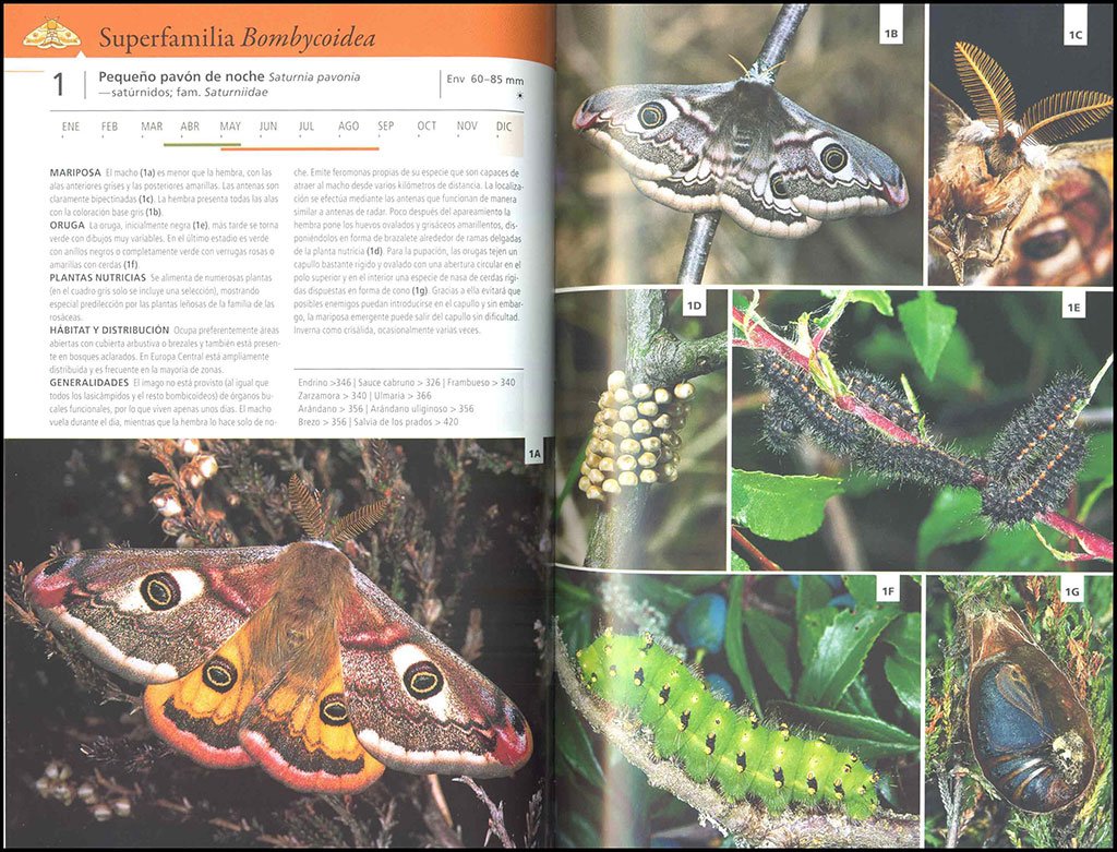 gua de las mariposas de europa. mariposas, orugas y plantas nutricias
