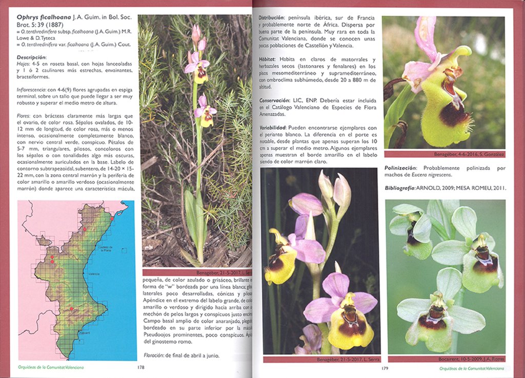 gua de las orqudeas de la comunitat valenciana