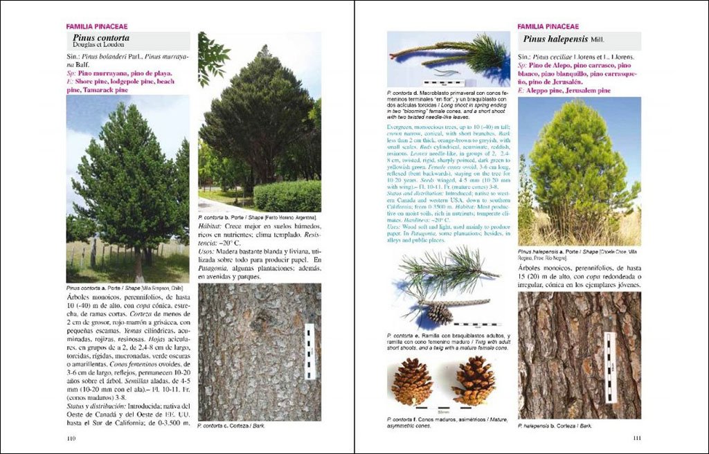 rboles nativos e introducidos en patagonia/ native and introduced trees in patagonia