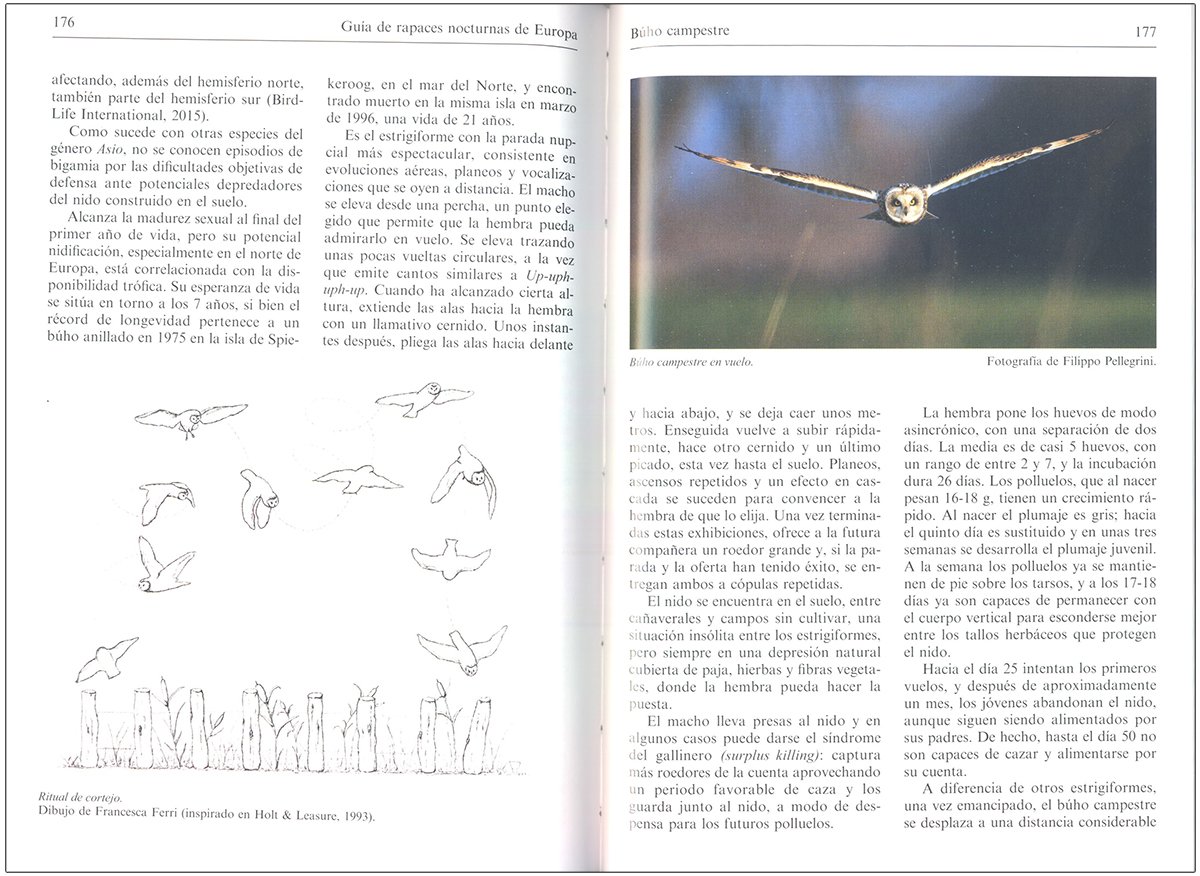 gua de rapaces nocturnas de europa