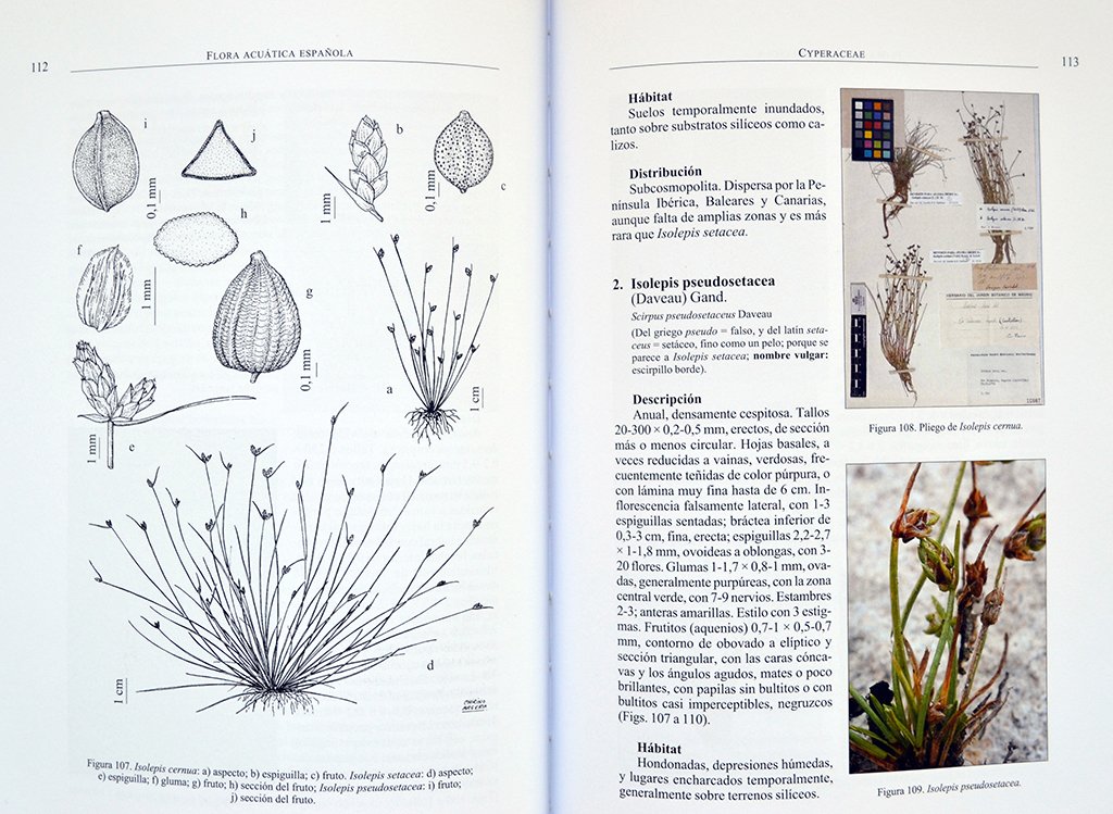 flora acutica espaola. helfitos