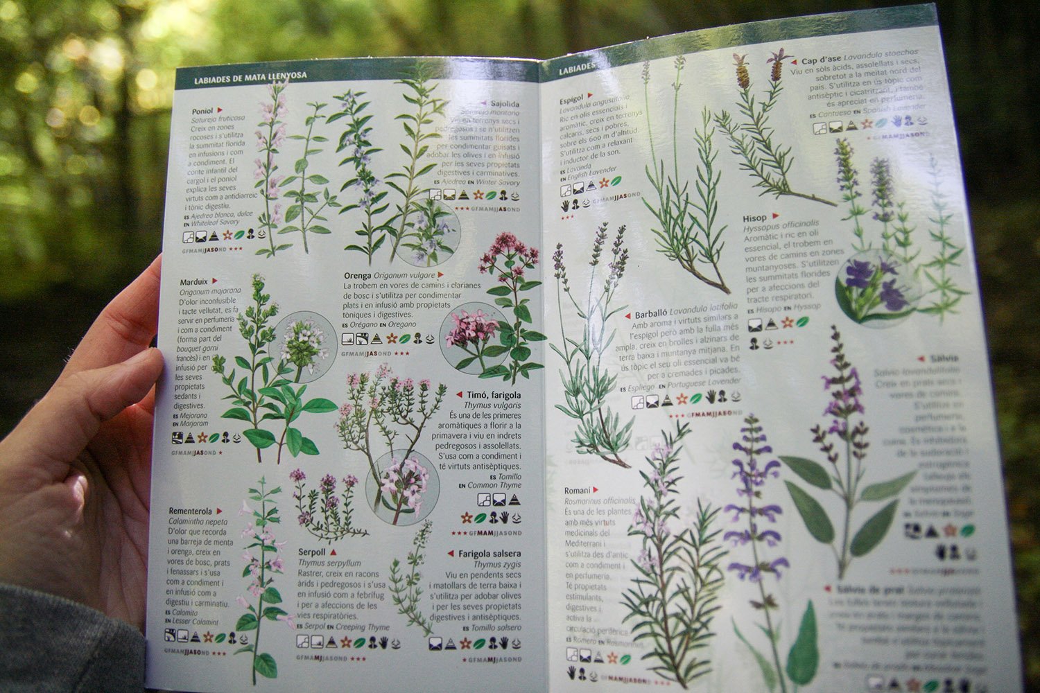 101 plantes medicinals i aromtiques silvestres de catalunya que cal conixer. miniguia de camp