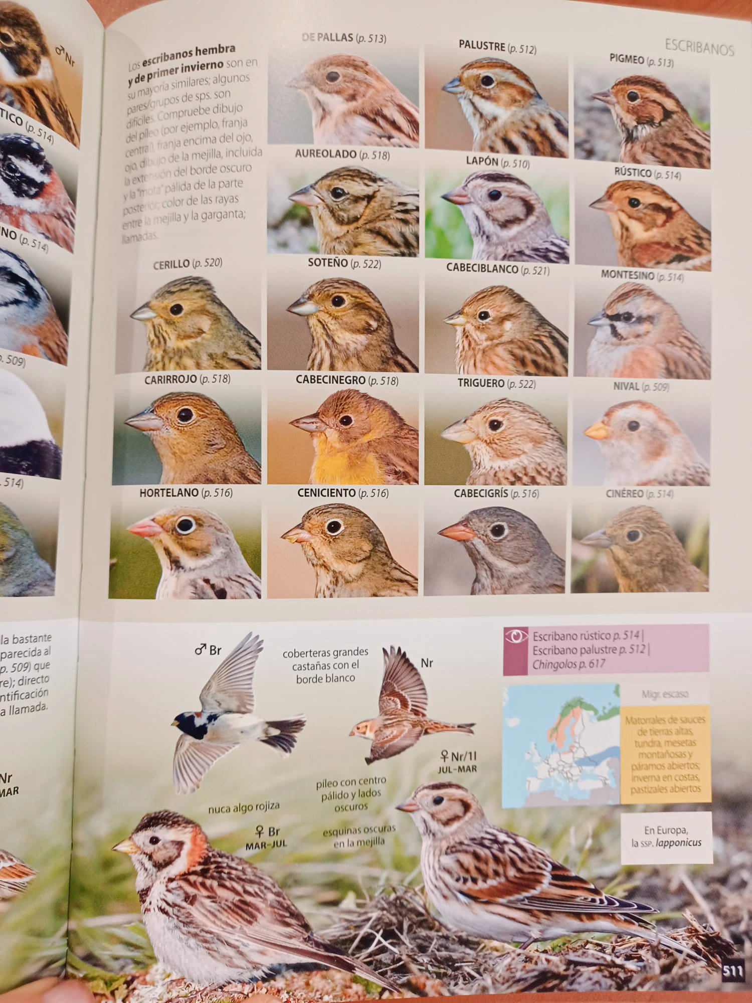 aves de espaa y de europa. una gua de identificacin