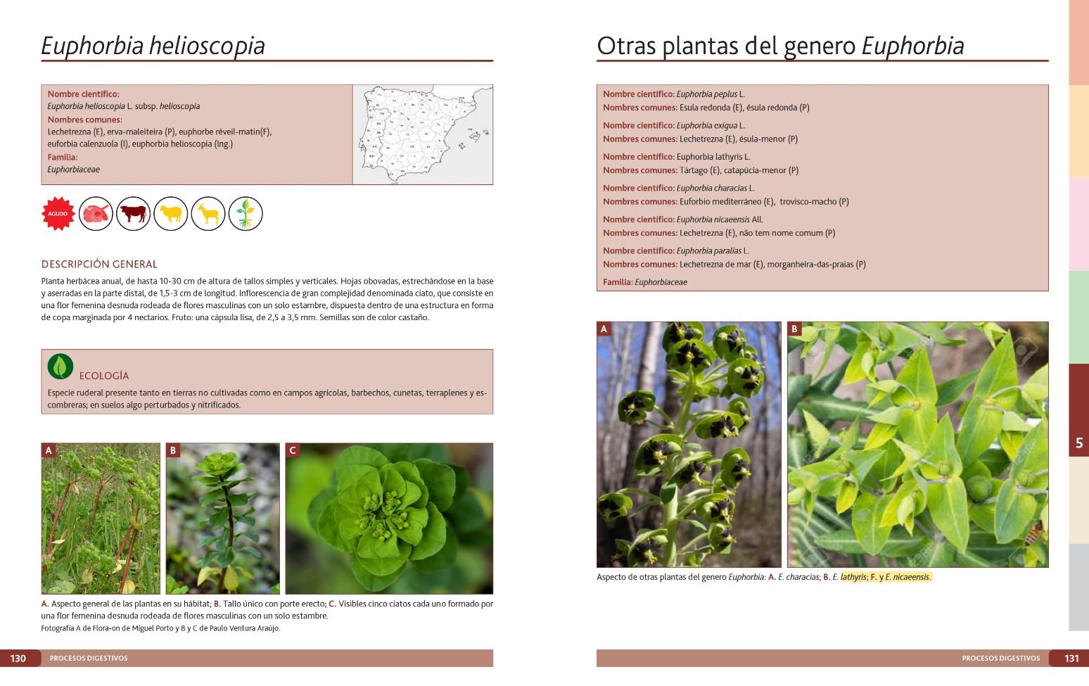 plantas txicas para rumiantes
