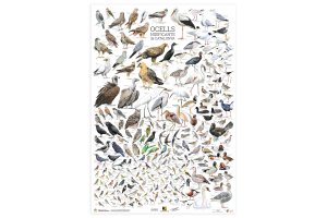 psters, lminas, postales y calendarios