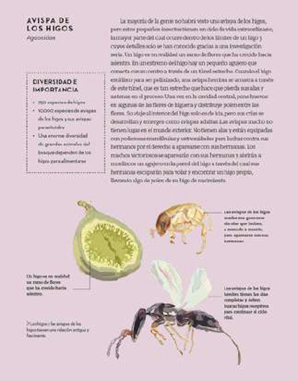 qu hacen los insectos y por qu