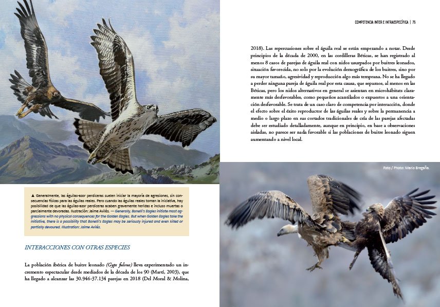 guilas reales y humanos expansin a paisajes dominados por humanos/golden eagles and humans expansion to human dominated landscapes