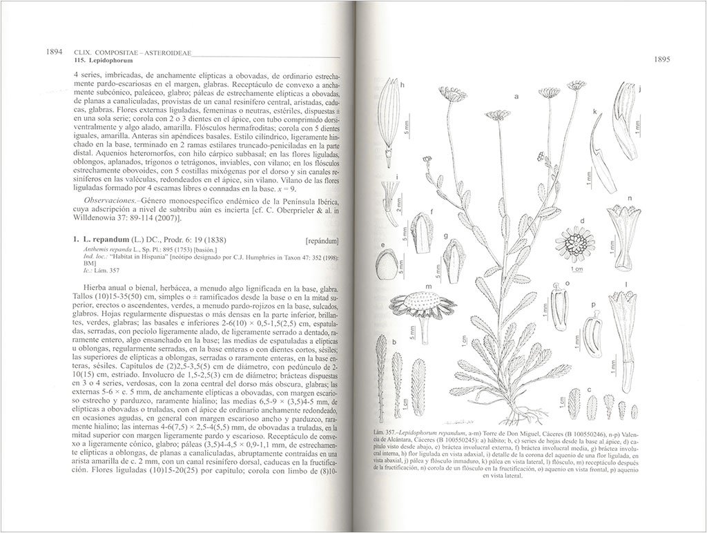 flora ibrica. vol. xvi (iii) compositae (partim)