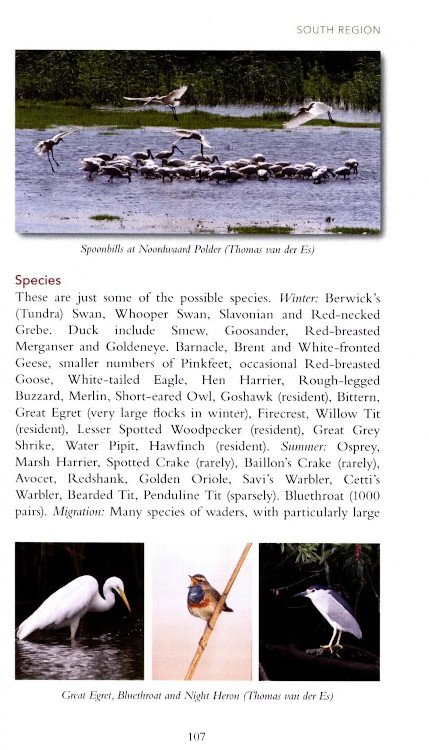 a birdwatching guide to the netherlands