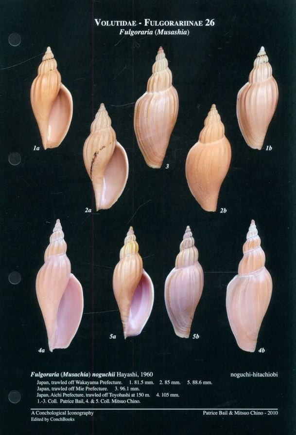 a conchological iconography. the family volutidae