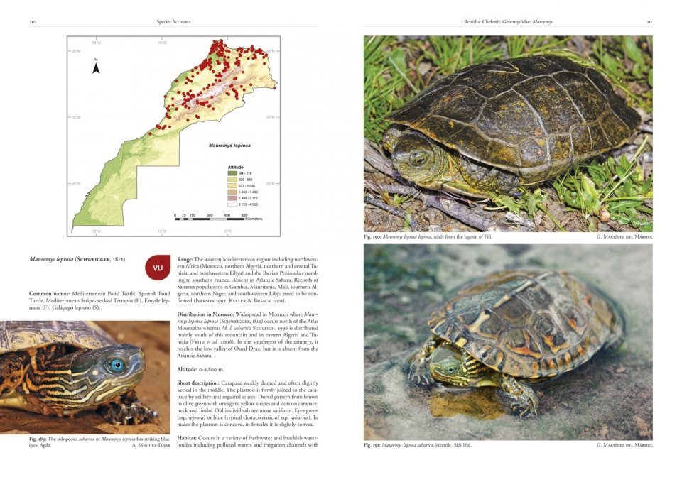 amphibians and reptiles of morocco