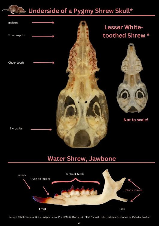 a photographic guide to small mammal bones in barn owl pellets