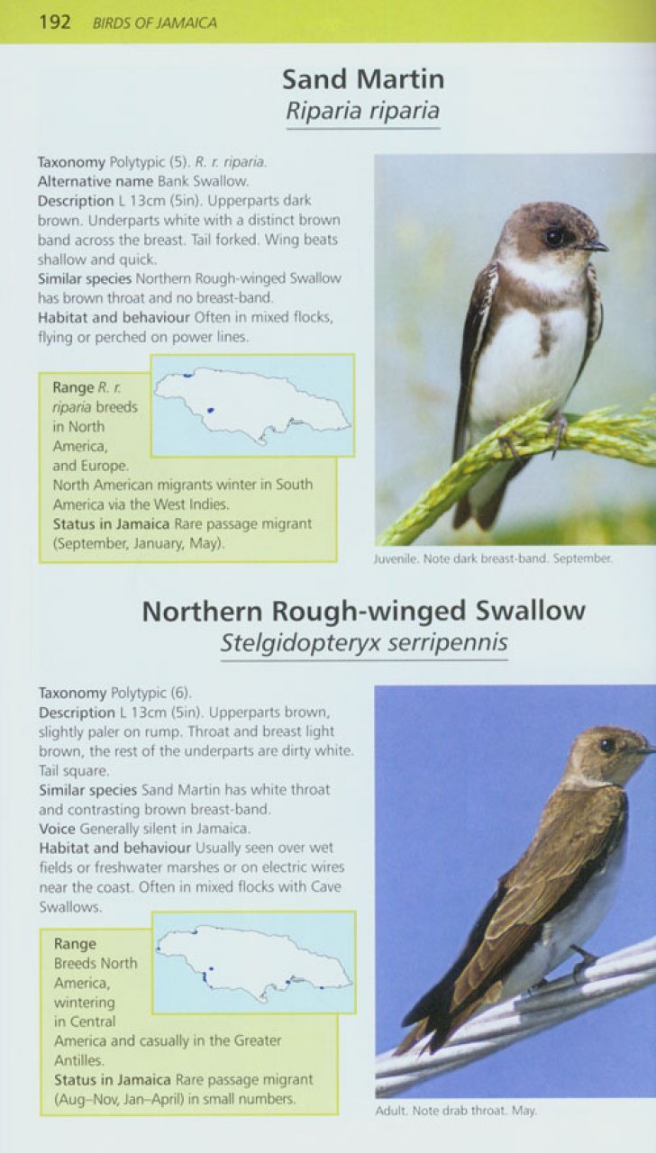 a photographic guide to the birds of jamaica