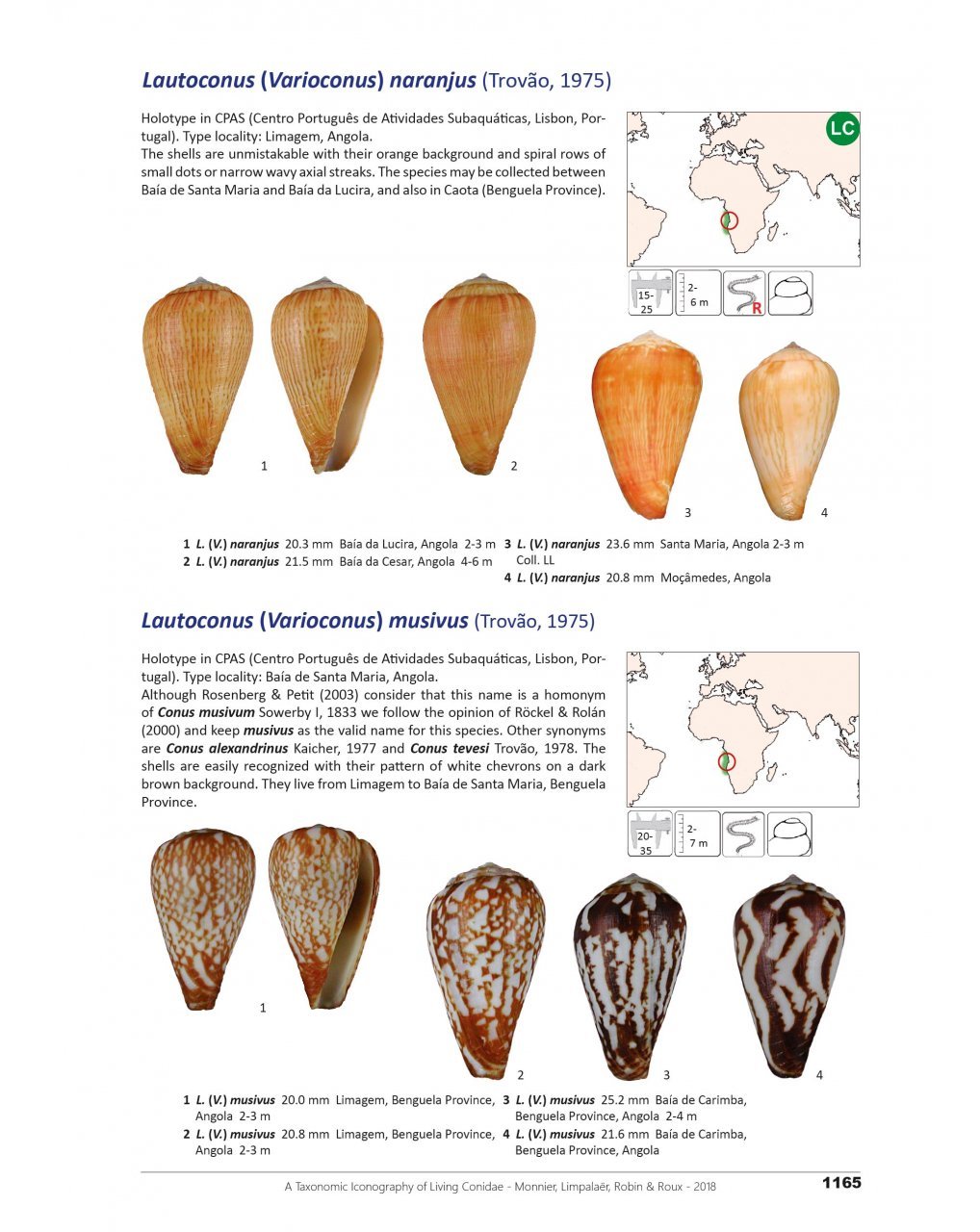 a taxonomic iconography of living conidae. volume 2