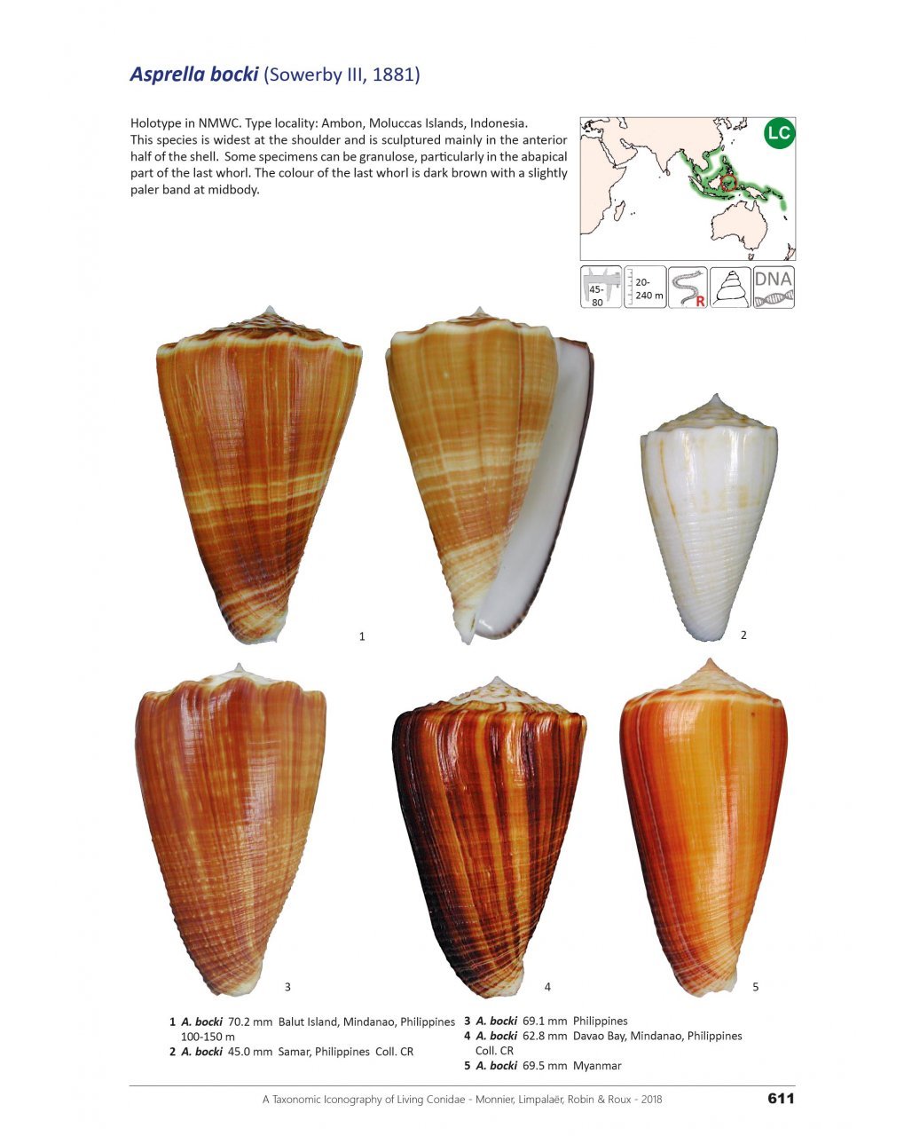 a taxonomic iconography of living conidae. volume 2